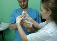 Вакцинация щенка или котёнка