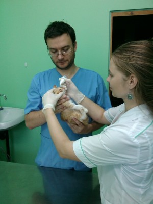 Вакцинация щенка или котёнка