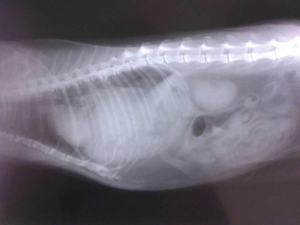 Лечение диафрагмальных грыж | Нижегородский ветеринарный госпиталь